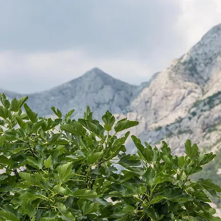 Apartman Strawberry *